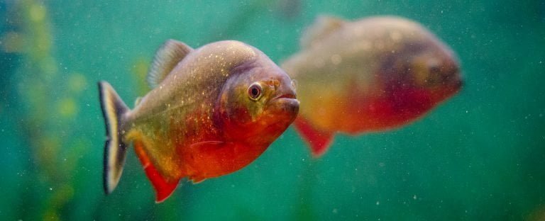Piranha Symbolism, Dreams, and Messages - Spirit Animal Totems
