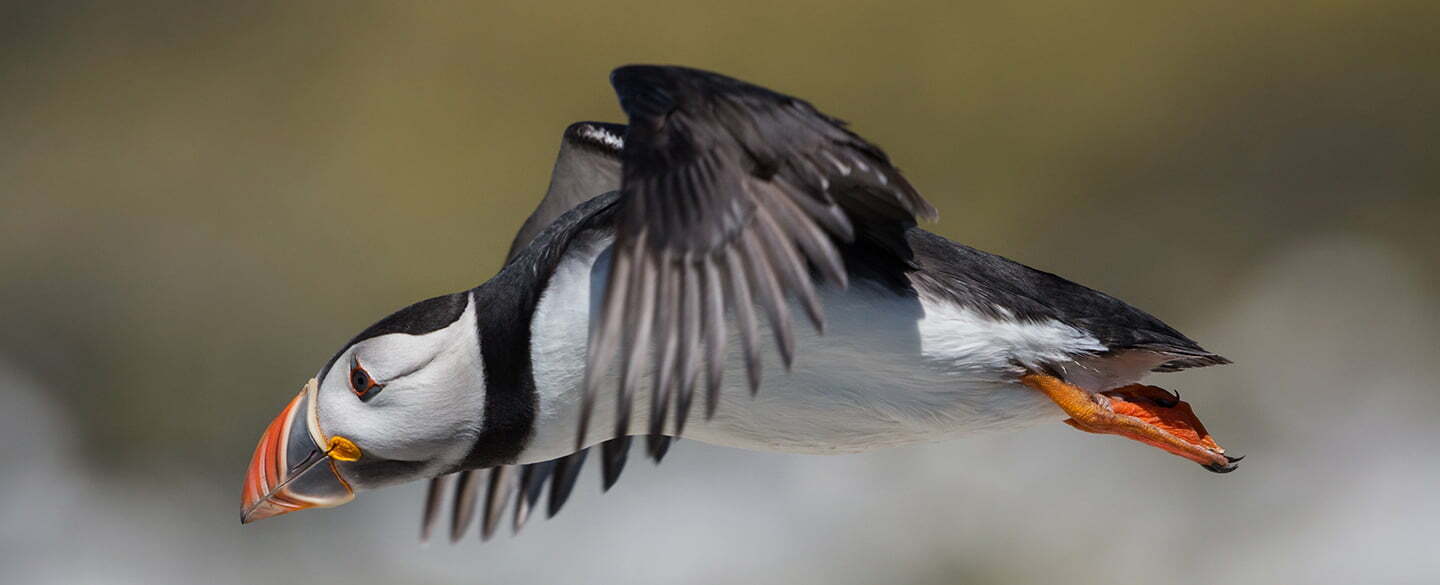 Puffin Symbolism Spirit Animal Totems