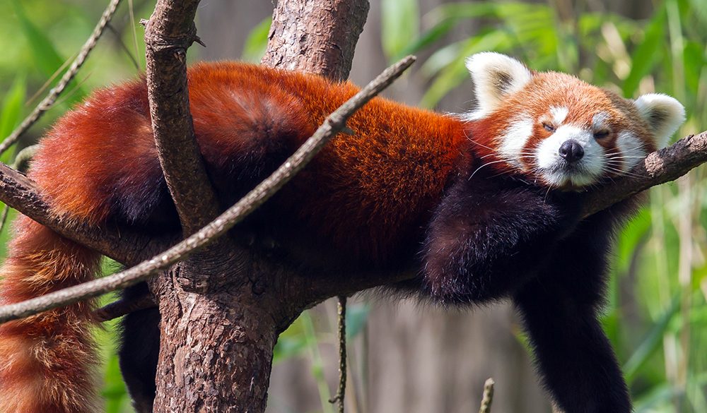 Red Panda Symbolism