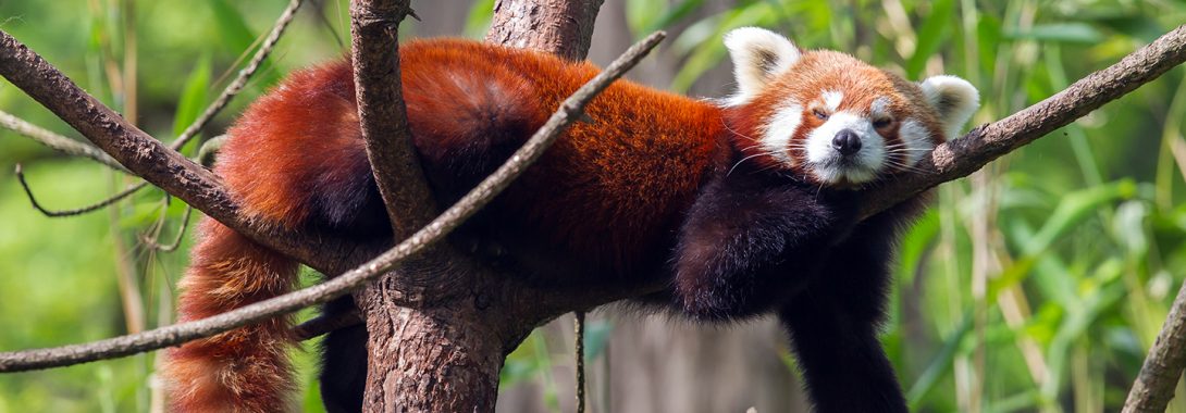 Red Panda Symbolism, Dreams, and Messages | Spirit Animal Totems