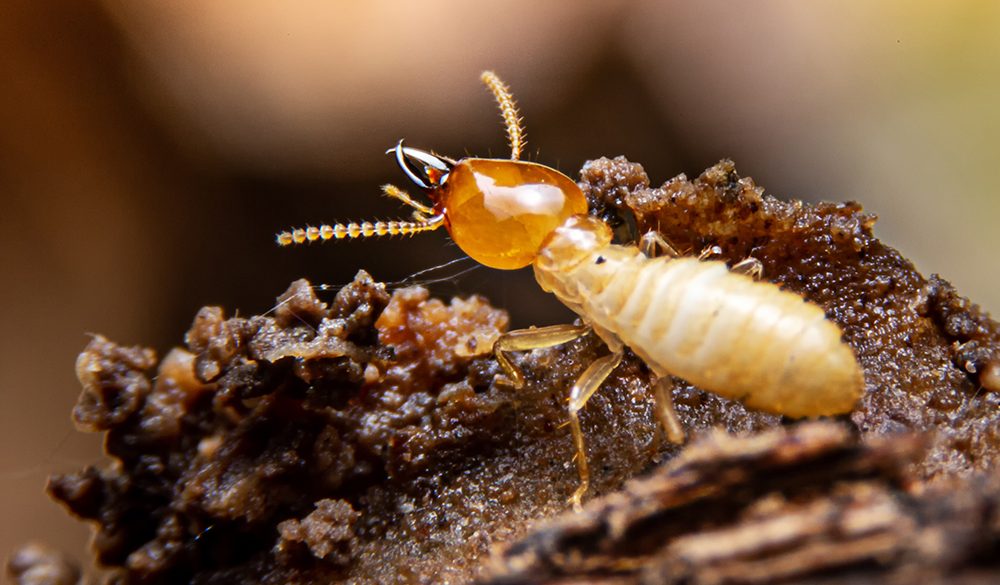 Termite Symbolism, Dreams, and Messages