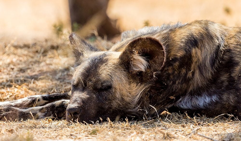 African Wild Dog Meaning