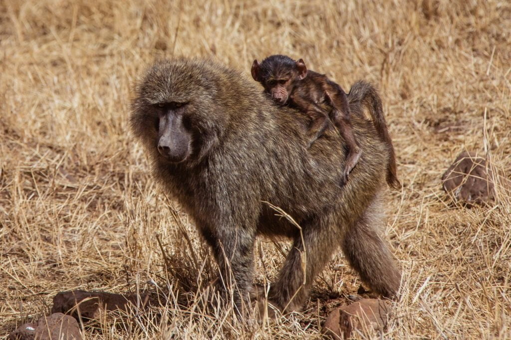 Baboon Totem, Baboon Dreams and Messages