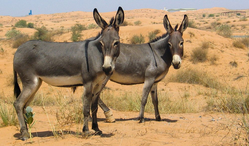 Wild Donkey Symbolism