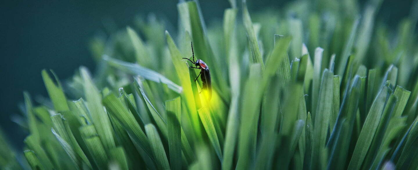 Firefly Symbolism, Dreams, and Messages - Spirit Animal Totems