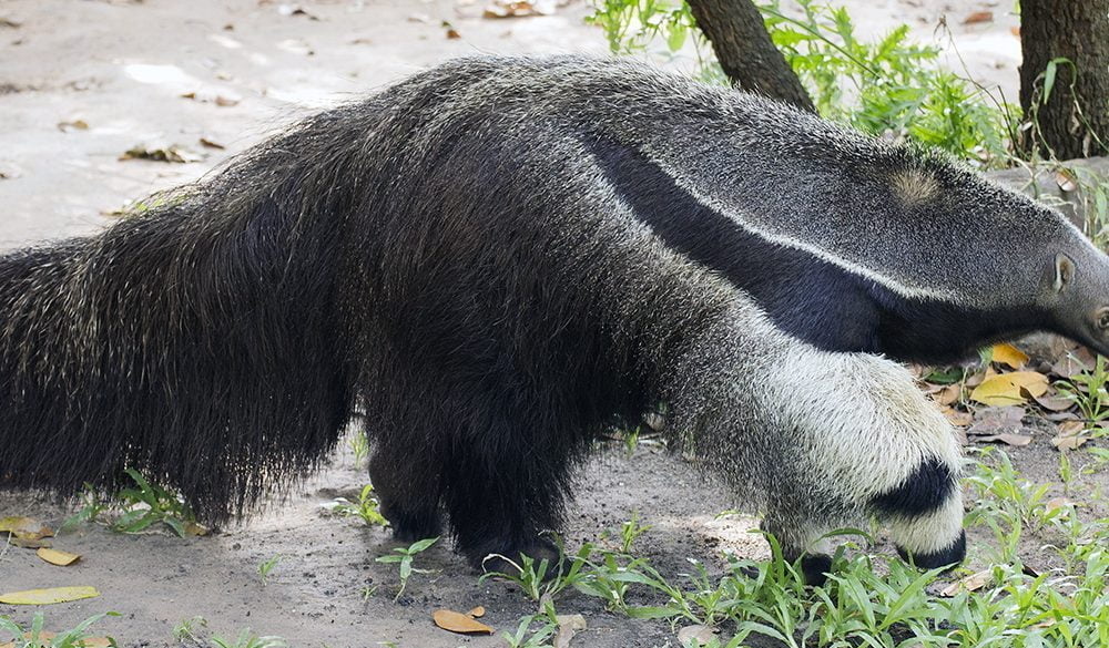 Giant Anteater Symbolism
