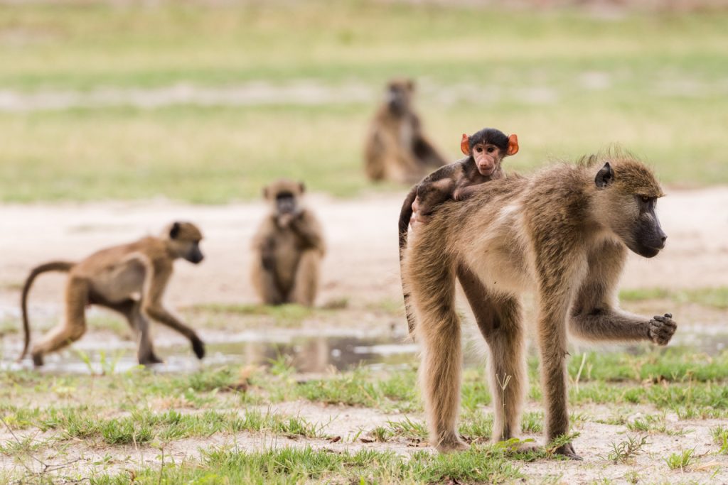 Baboon Symbolism, Dreams, and Messages