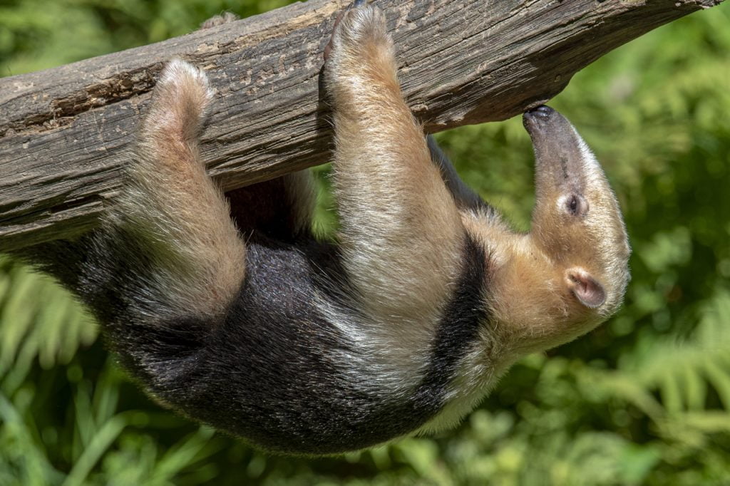 Southern Anteater Symbolism, Dreams, and Messages