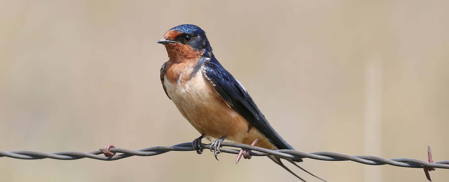 Swallow Symbolism, Dreams, and Messages Spirit Animal Totems