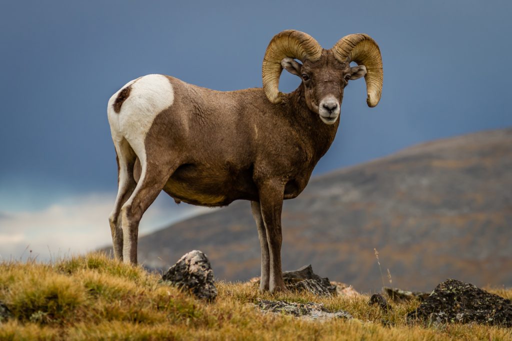 Bighorn Sheep Totem, Dreams and Messages