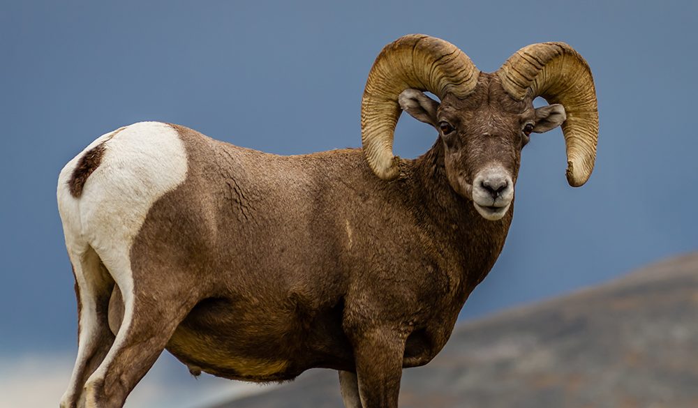 Bighorn Sheep Symbolism