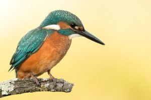 Kingfisher Symbolism Symbolism, Dreams, &amp; Messages - Spirit Animal Totems