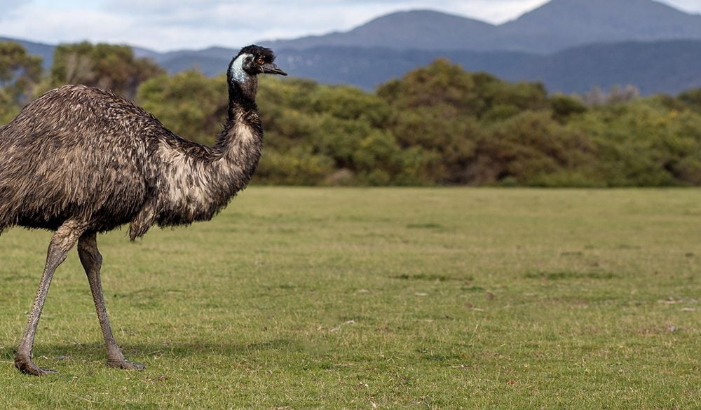 Emu Symbolism