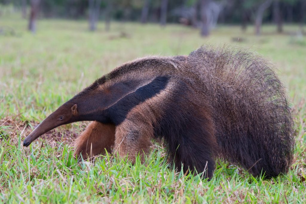 Giant Anteater Totem