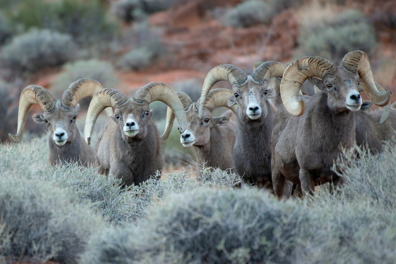 Bighorn Sheep Symbolism Dreams And Messages Spirit Animal Totems