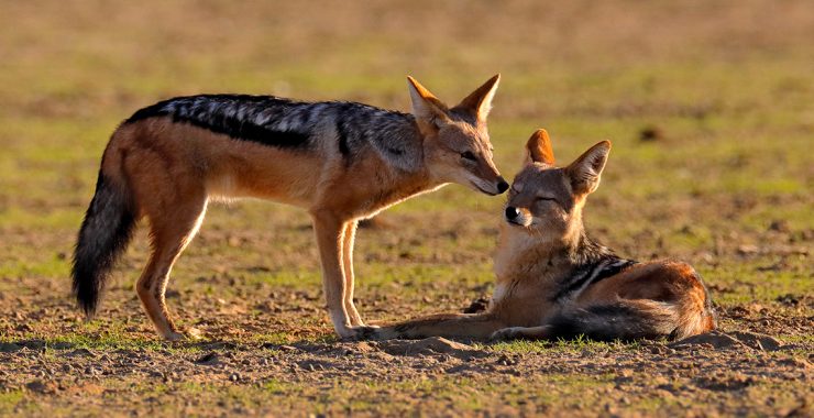 intelligence Symbolism and Meaning | Spirit Animal Totems