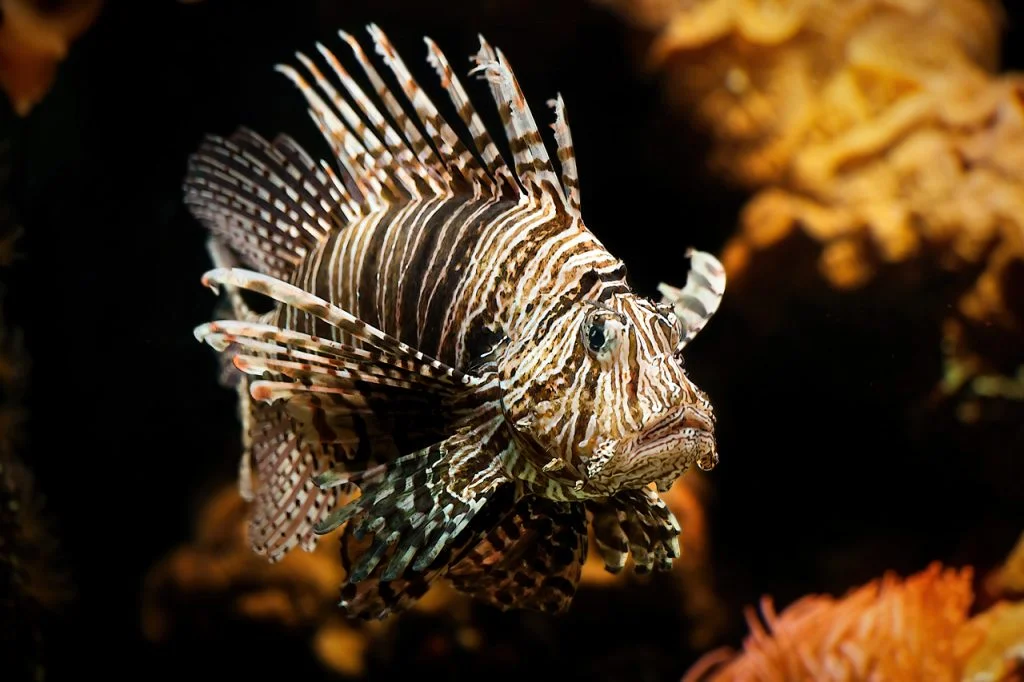 Lionfish Totem, Dreams and Messages