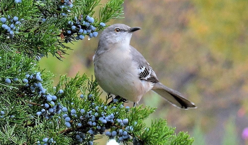 Mockingbird Symbolism
