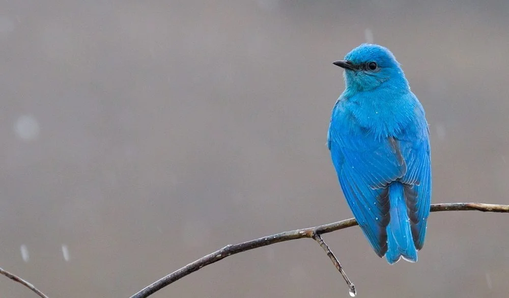 Bluebird Symbolism