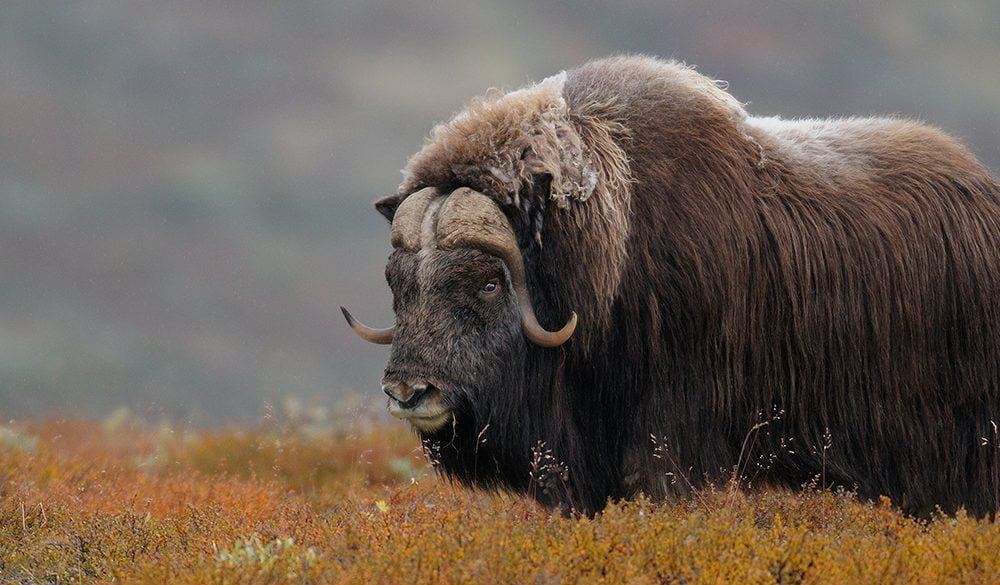 Musk Ox Symbolism