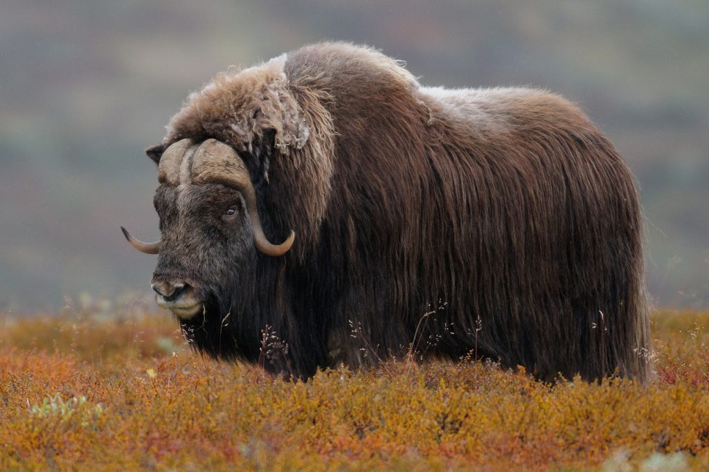Musk Ox Totem, Dreams and Messages