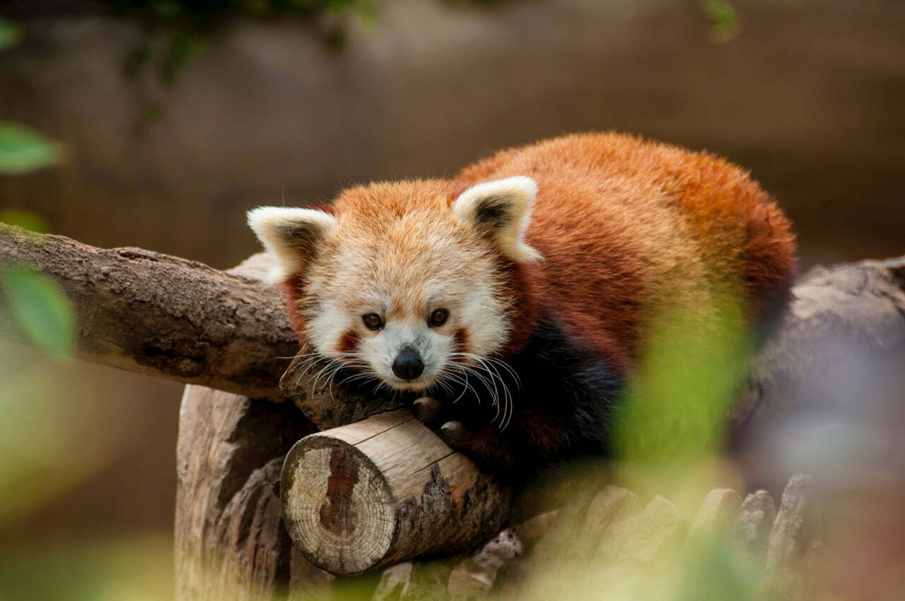 Red Panda Symbolism - Spirit Animal Totems