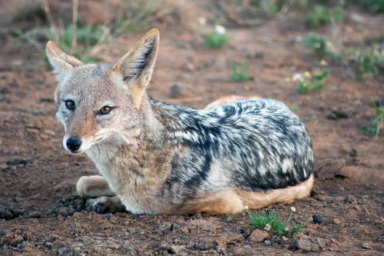 Jackal Symbolism Spirit Animal Totems