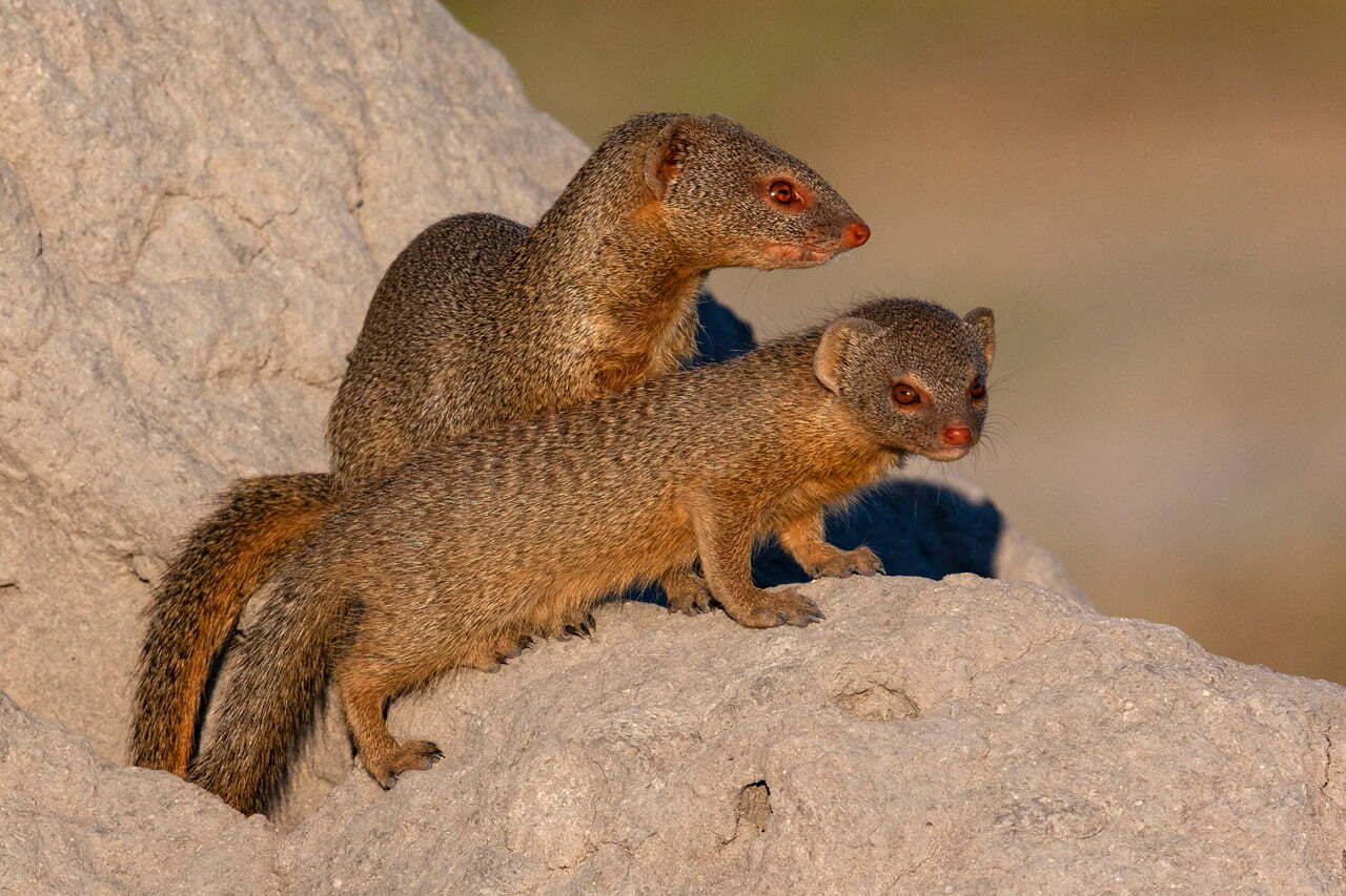 Mongoose Symbolism - Spirit Animal Totems