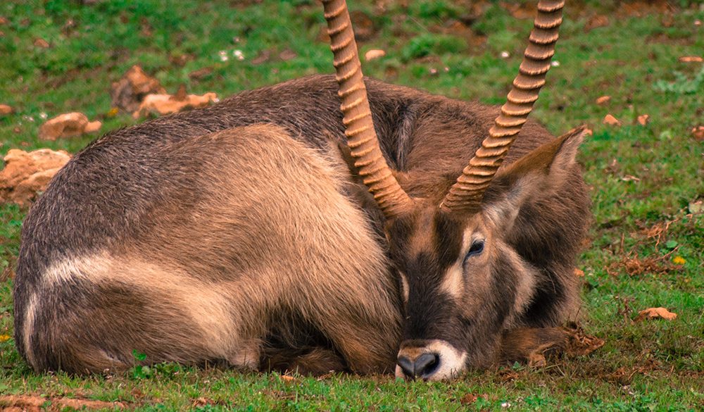 Waterbuck Symbolism