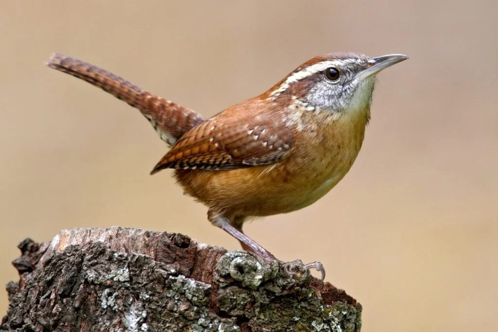 Carolina Wren Symbolism, Dreams, and Messages