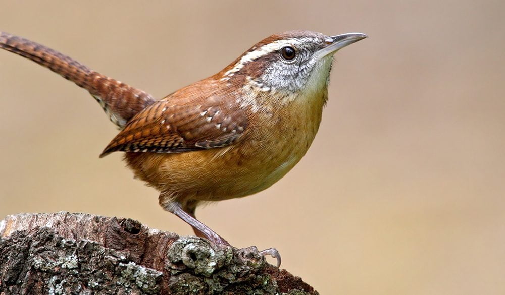 Carolina Wren Symbolism