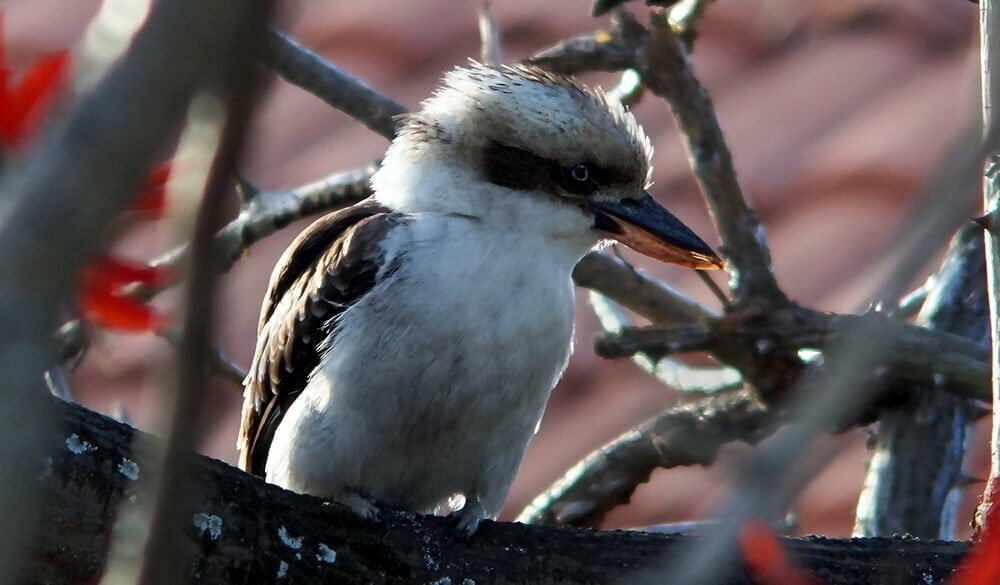Kookaburra Symbolism