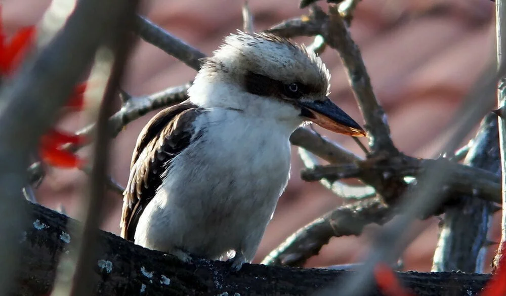 Kookaburra Symbolism