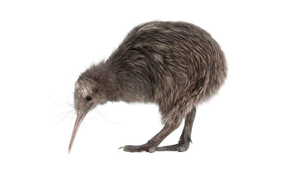 North Island Brown Kiwi Symbolism