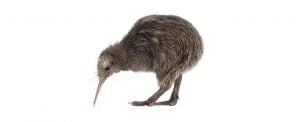 Kiwi Symbolism, Dreams, and Messages - Spirit Animal Totems