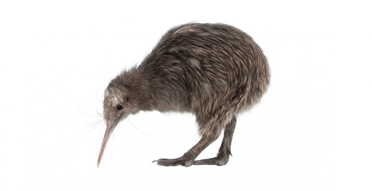 meditation Symbolism and Meaning | Spirit Animal Totems