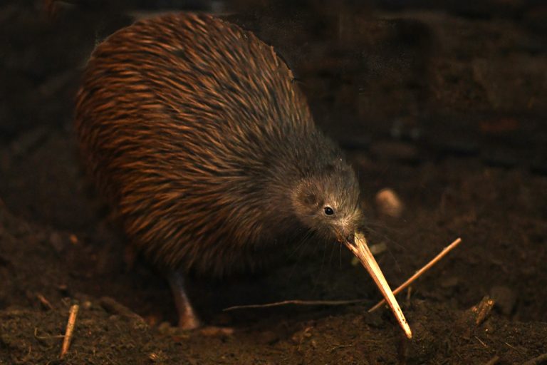 Kiwi Symbolism, Dreams, and Messages | Spirit Animal Totems