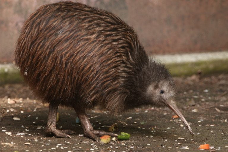 Kiwi Symbolism, Dreams, and Messages | Spirit Animal Totems