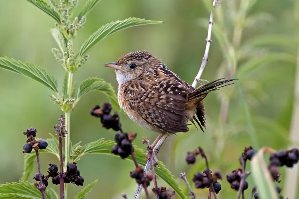 Sedge Wren Totem, Dreams and Messages