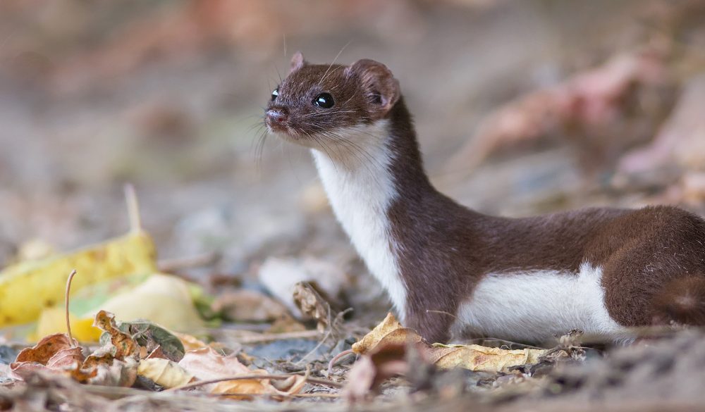 Weasel Symbolism