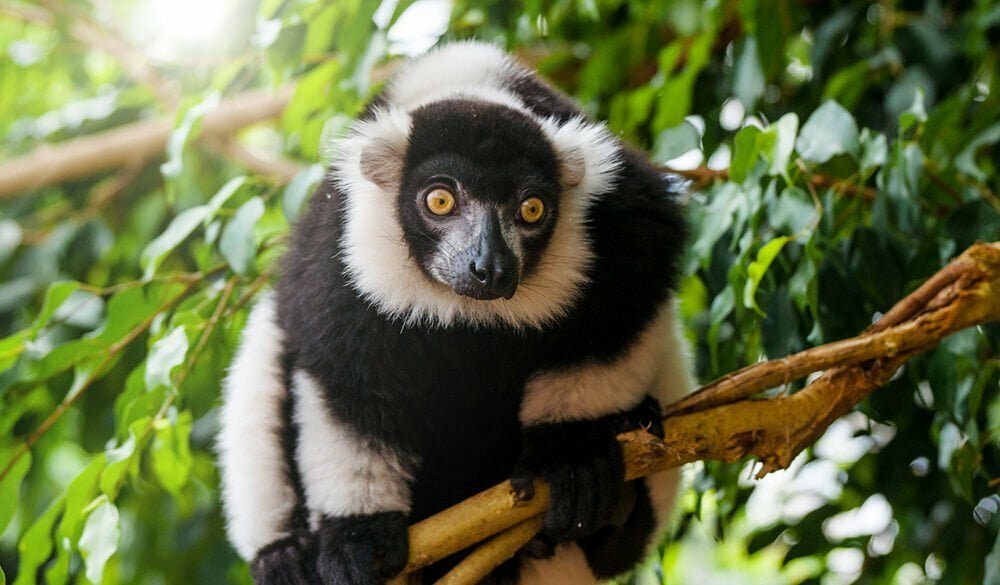 Lemur Symbolism
