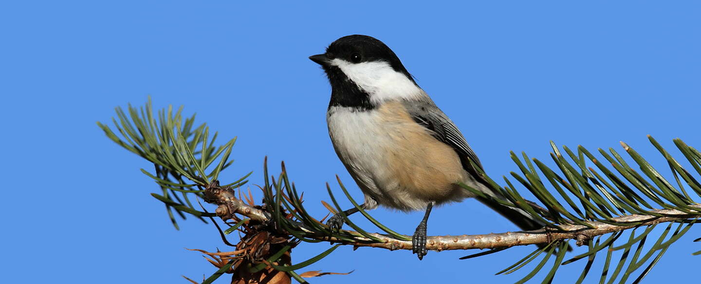 Chickadee Symbolism