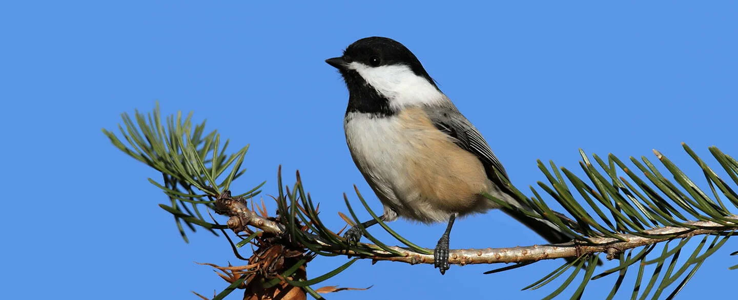 Chickadee Symbolism