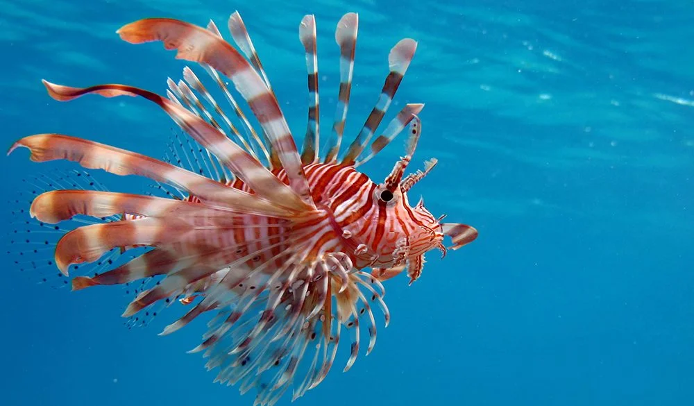 Lionfish Symbolism