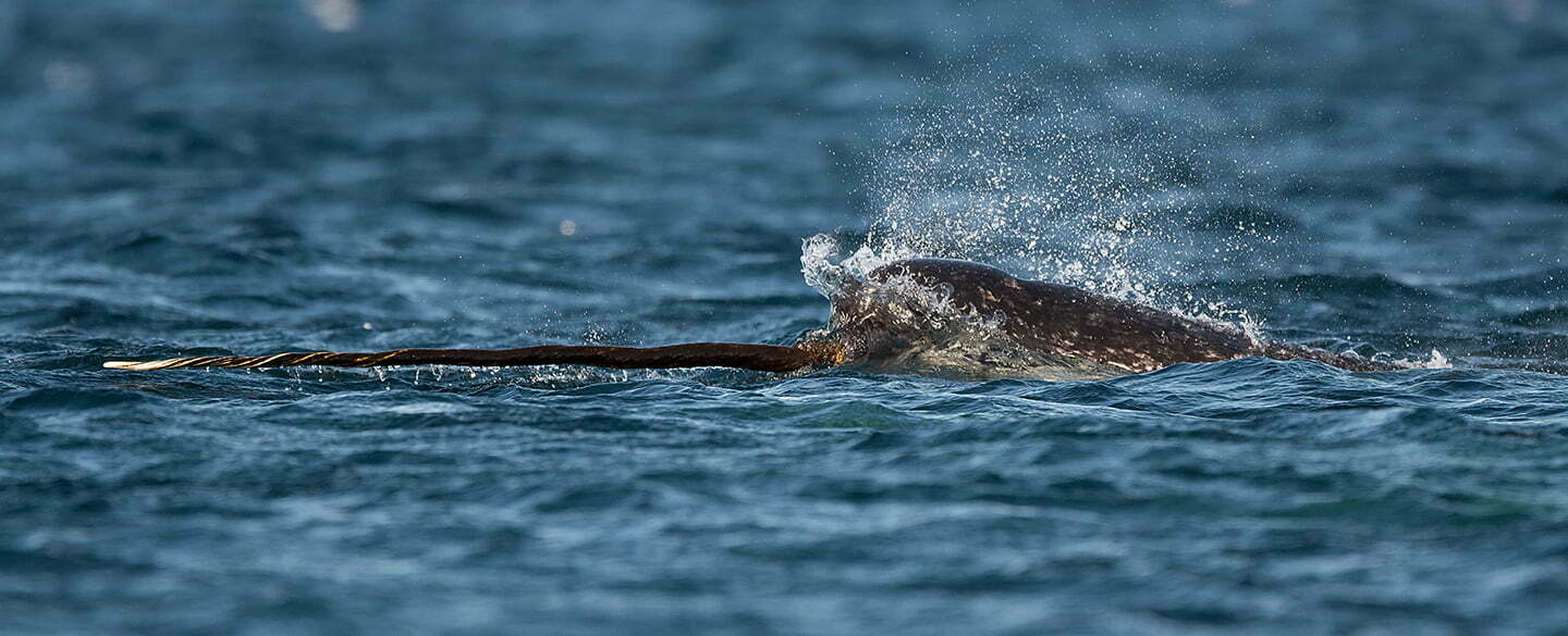 Narwhal Symbolism
