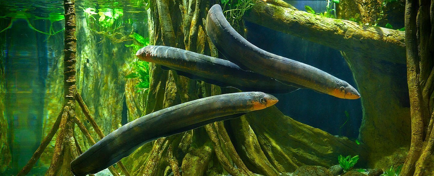 Electric Eel Symbolism