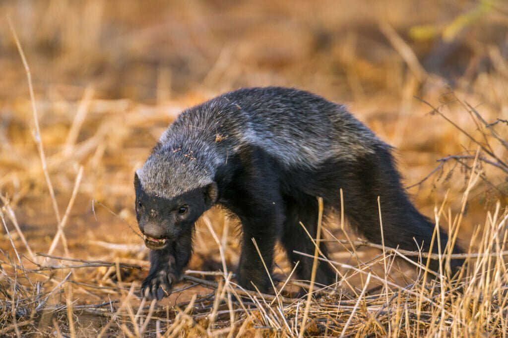 Honey Badger Dreams