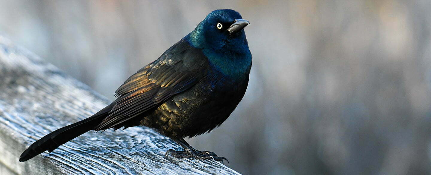 Grackle Symbolism
