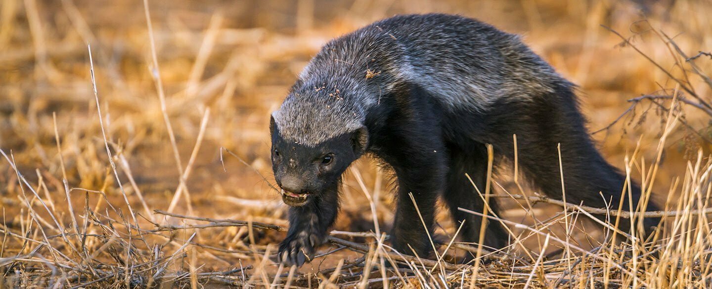 Honey Badger Symbolism
