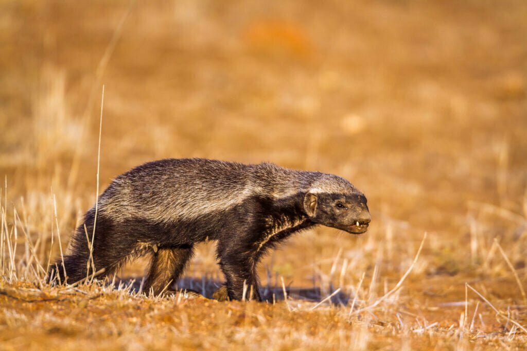 Honey Badger Totem